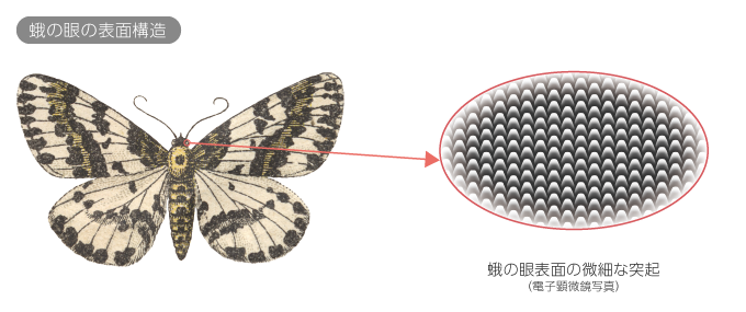 蛾の目の表面構造