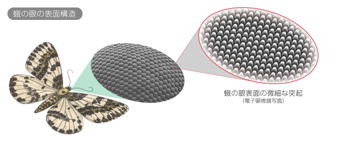 蛾の目の表面構造