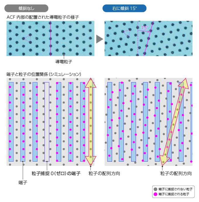 ACF内部の配置された導電粒子の様子