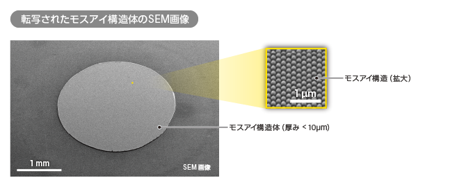 転写されたモスアイ構造体のSEM画像