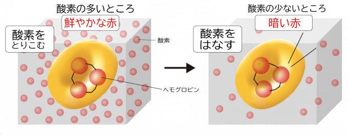 パルスオキシメーターの透過イメージ