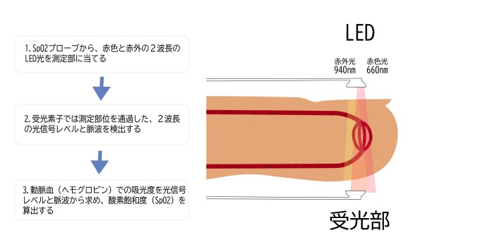 2種類の光を放射し、生体を透過した光を分析にするフローについて説明した図